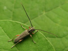 Saperda discoidea