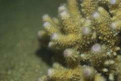 Acropora humilis