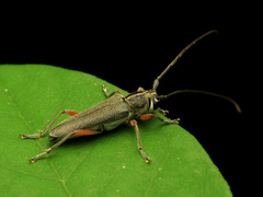 Saperda discoidea