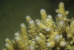Acropora humilis