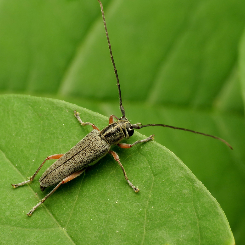 hickory saperda