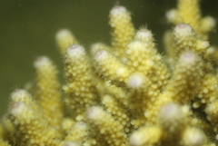 Acropora humilis