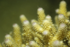 Acropora humilis