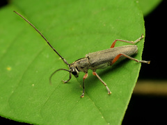 Saperda discoidea
