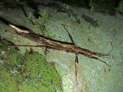 Aschiphasmatidae