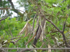 Heterophragma quadriloculare