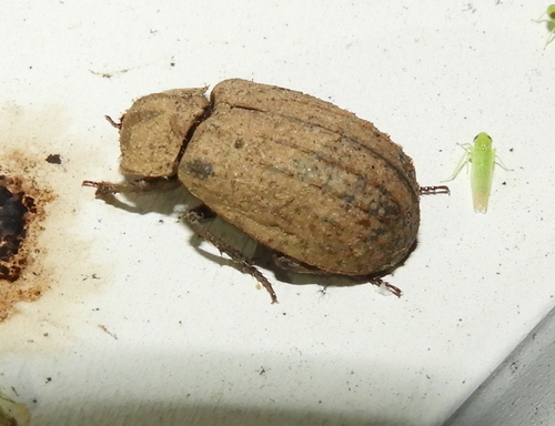 Trox unistriatus photo 4
