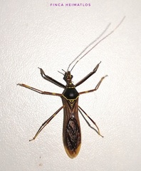 Isocondylus elongatus