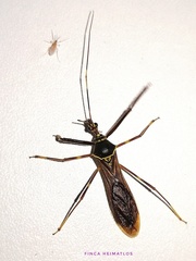 Isocondylus elongatus