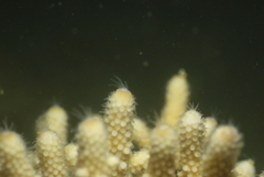 Acropora humilis
