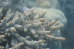 Acropora spathulata