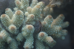 Acropora humilis