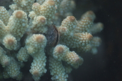 Acropora humilis