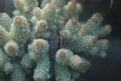 Acropora humilis