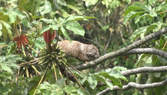 Coendou rufescens
