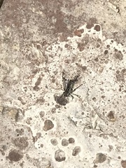 Graphisurus fasciatus