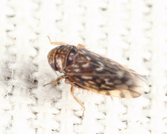 Xestocephalus superbus
