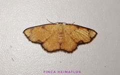 Haemalea punctilinea