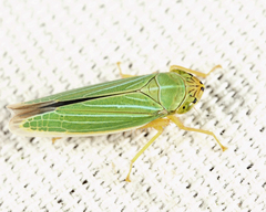 Draeculacephala noveboracensis