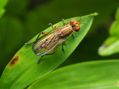 Tetanocera vicina