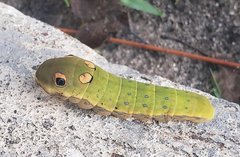 Papilio troilus image