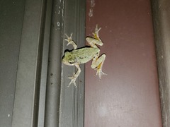 Hyla chrysoscelis