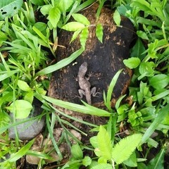 Sceloporus melanorhinus