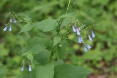 Mertensia paniculata