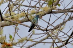 Colibri serrirostris