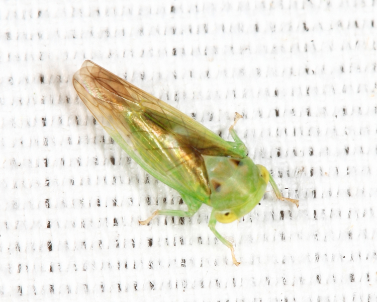 Populicerus stellaris