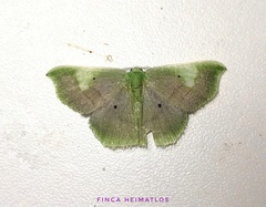 Lissocentra hydatodes