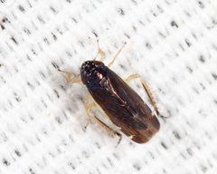 Planicephalus flavocostatus