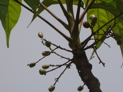 Lannea coromandelica