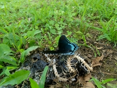 Limenitis arthemis astyanax