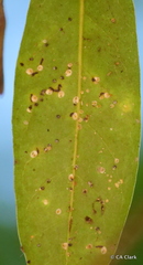 Hemiberlesia rapax