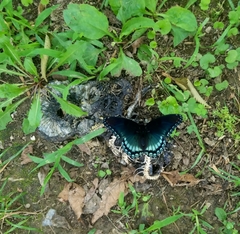 Limenitis arthemis astyanax