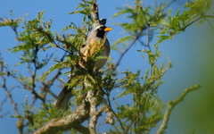 Saltatricula multicolor