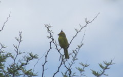 Gubernatrix cristata