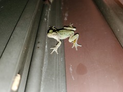 Hyla chrysoscelis
