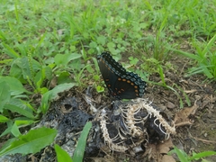 Limenitis arthemis astyanax