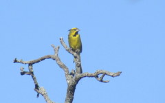 Gubernatrix cristata