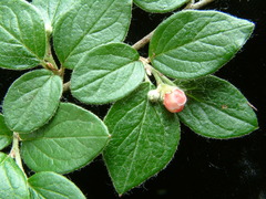 Cotoneaster dielsianus