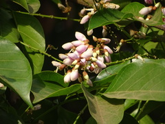 Millettia pinnata