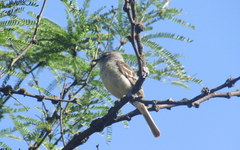Serpophaga griseicapilla