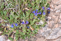 Penstemon humilis