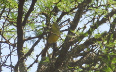 Stigmatura budytoides