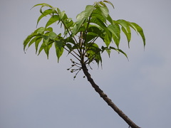 Lannea coromandelica