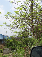 Lannea coromandelica