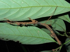 Phenacephorus cornucervi