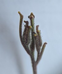 Cordylanthus pilosus pilosus